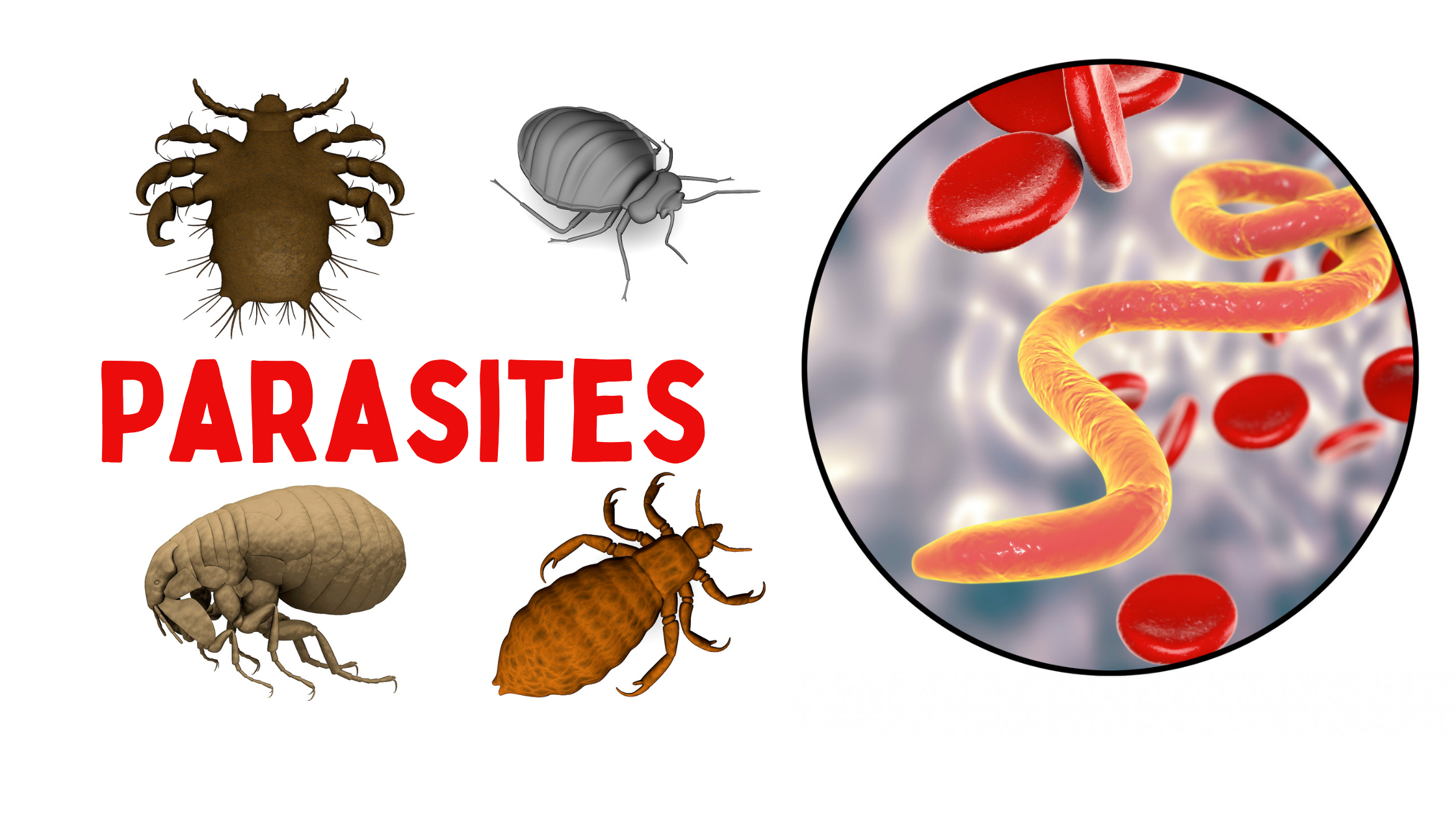 Benefits of Natural Parasite Cleansing